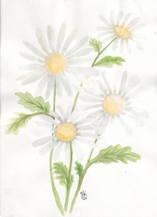 Daisy